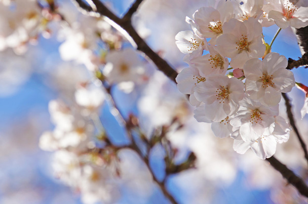 写真: 天井の桜