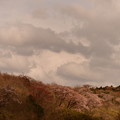 写真: 染川4-4　桜　矢那川 007
