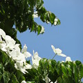 白い花水木に似た花