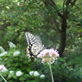 写真: 三尺バーベナとあげは蝶