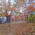 写真: 秋の小路 (絵画風)