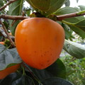 写真: 美濃柿が大きく稔りました