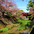 写真: 夙川桜の紅葉