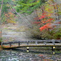 写真: 池にかかる橋