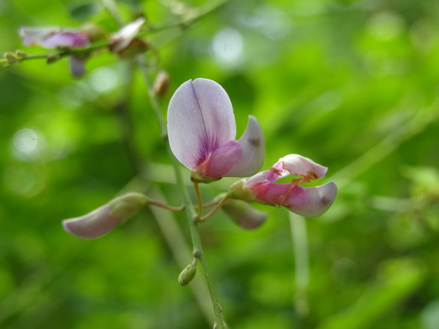 写真: ツクシハギの花