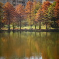 写真: 大池落羽松並木