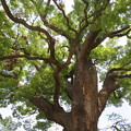 写真: 樹齢600年の大楠