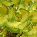 写真: 大銀杏の黄葉