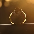 写真: 夕陽を浴びる雀