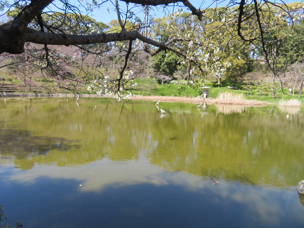 写真: 桜咲きそうな池