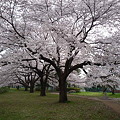 写真: 桜３
