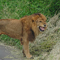 写真: ライオンのフレーメン反応