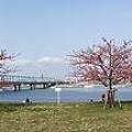 パノラマ河津桜と江戸川