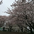 写真: 宮前公園の桜6