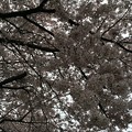 写真: 宮前公園の桜11