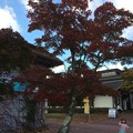 写真: 箱根園の紅葉１