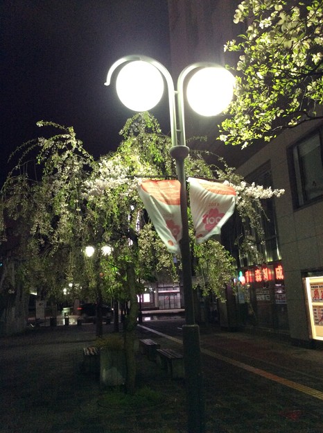 写真: 弘前駅前の桜