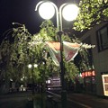 写真: 弘前駅前の桜
