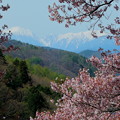 桜と中央アルプス
