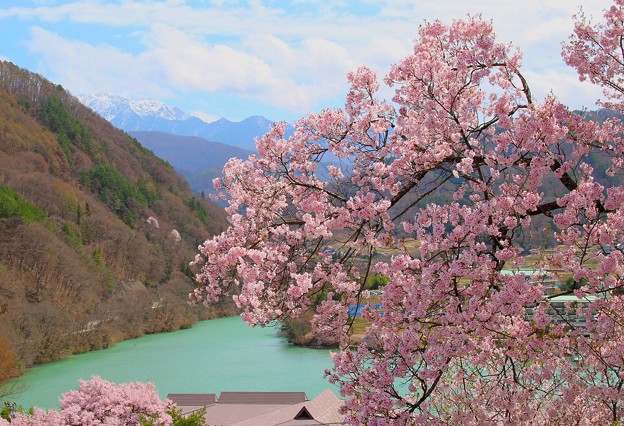 写真: 桜と湖