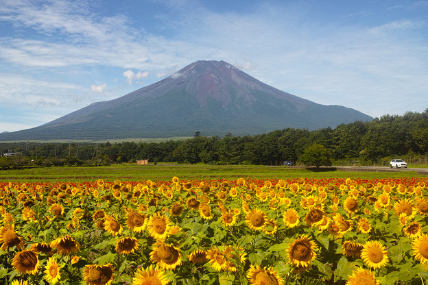 向日葵と富士山