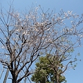 120405-桜 (1)