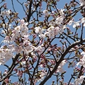 写真: 120405-桜 (3)
