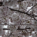100402-近場の桜 (1)
