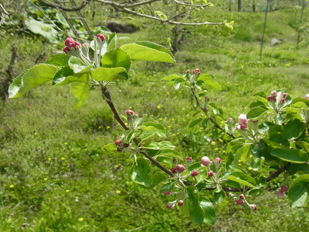 写真: リンゴの木にも春近し！！