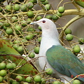 写真: Green Imperial Pigeon2385