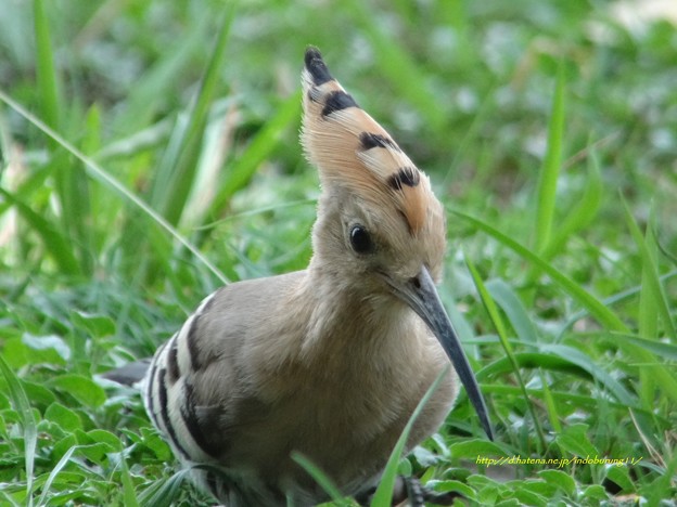7CommobHoopoe4975signed