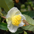 写真: お茶の花にミツバチ