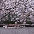 桜と屋形船
