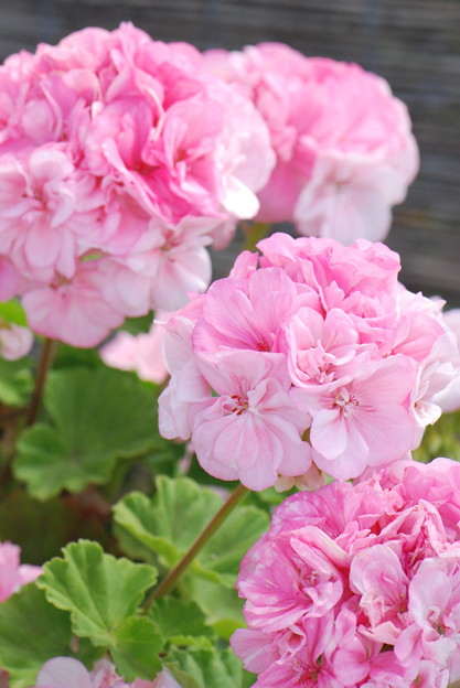 写真: 八重咲きゼラニュームピンク