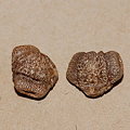 写真: 乾燥したカラスウリの種
