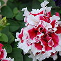 写真: 八重咲きペチュニア5