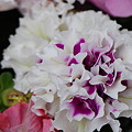 写真: 八重咲きペチュニア6