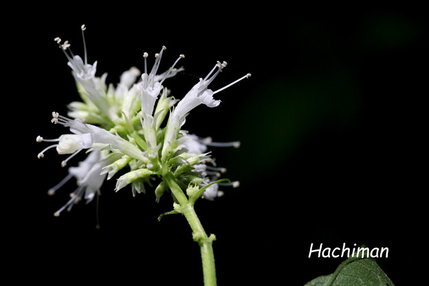 写真: カワミドリの白花