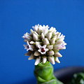 写真: クラッスラ属　花　椿の開花姿