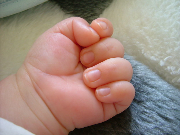 写真: 赤子の爪
