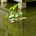 写真: 新潟県立大潟水と森公園の蓮