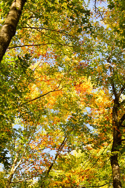 写真: 美人林の黄葉