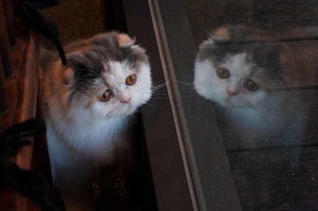 写真: 窓際の猫