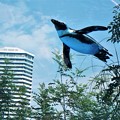 写真: 空飛ぶ？ペンギン２＠サンシャイン水族館