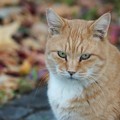 写真: 秋の猫