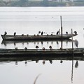 写真: 船に乗る鳥たち