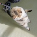 写真: 垂直ジャンプ猫
