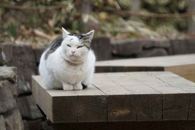写真: ベンチ上の猫