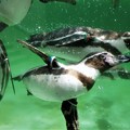 写真: 泳ぐフンボルトペンギン