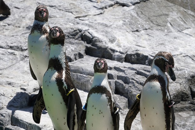 写真: 並ぶフンボルトペンギン